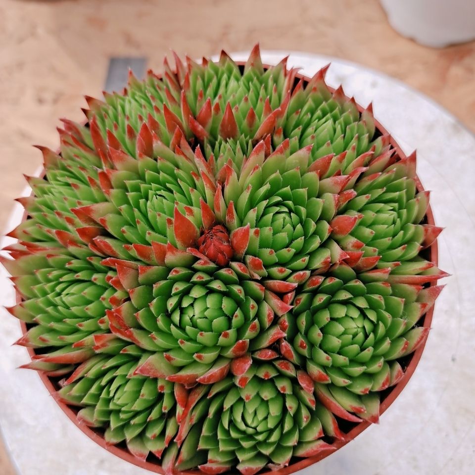 橘子球长生草系列多肉植物云南胖胖园艺