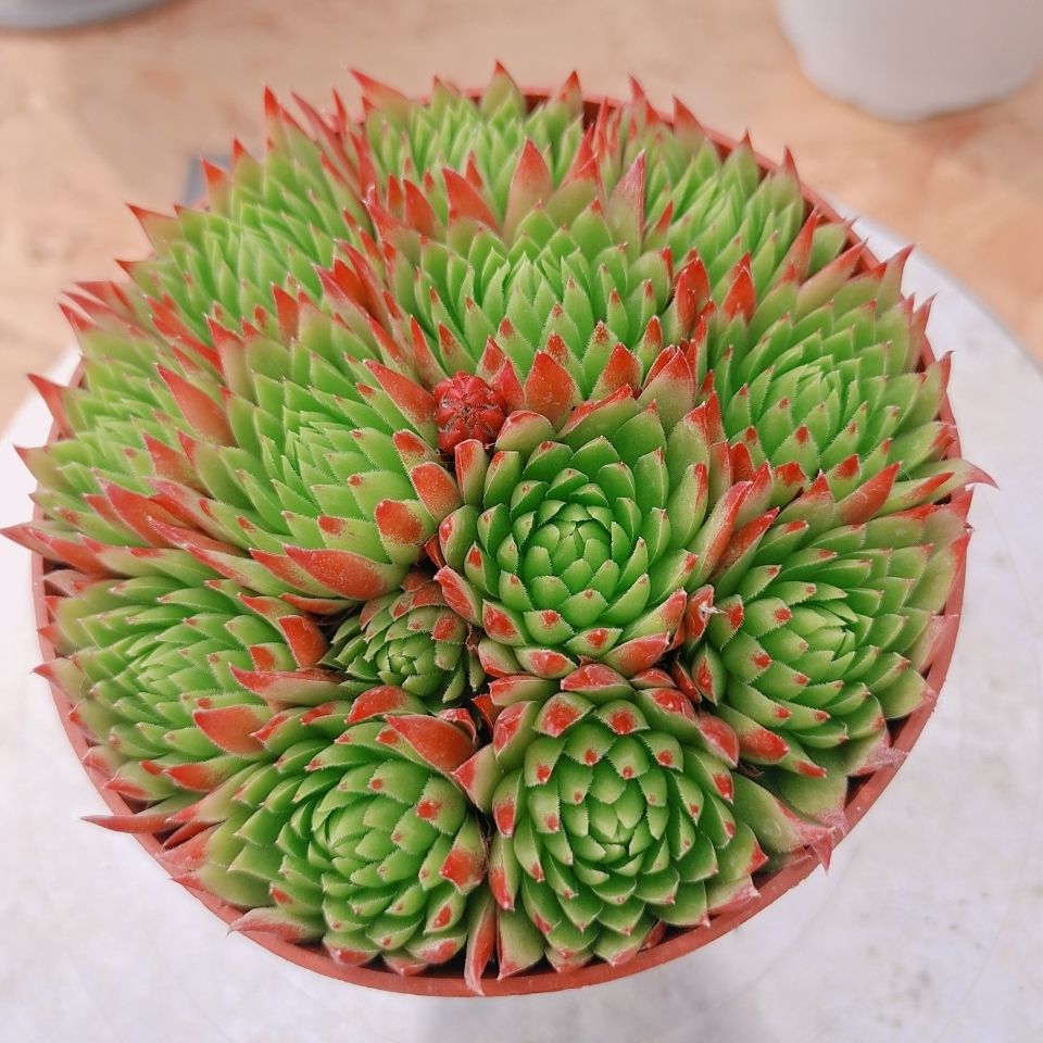 橘子球长生草系列多肉植物云南胖胖园艺