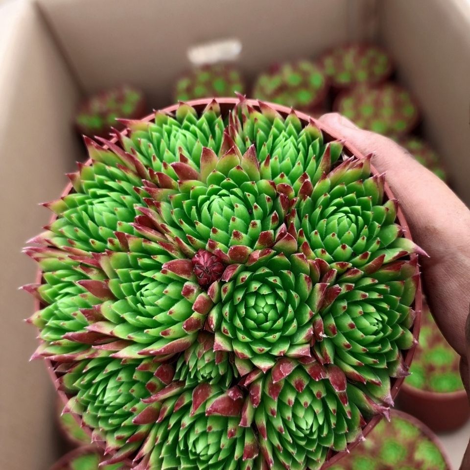 橘子球长生草系列多肉植物云南胖胖园艺