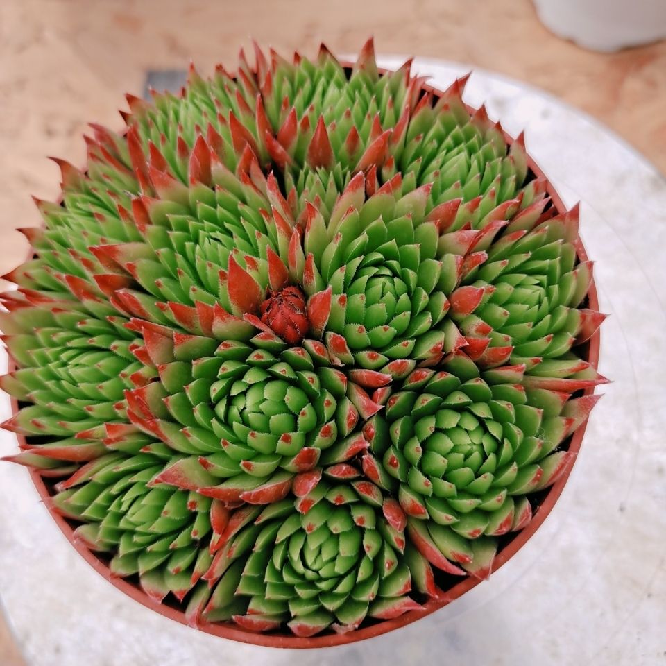 橘子球长生草系列多肉植物云南胖胖园艺