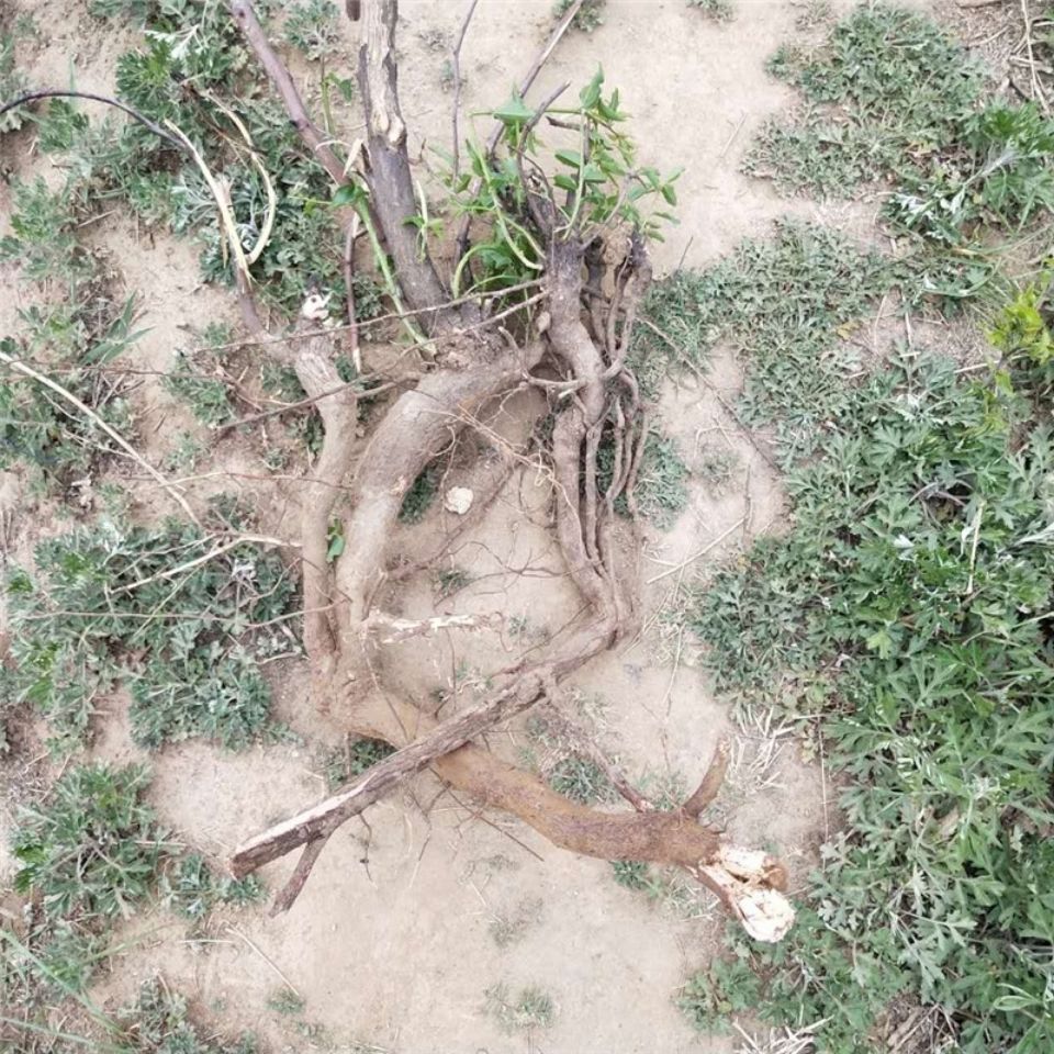 新鲜天然青草酸枣树根 酸枣根 山枣树根 酸枣仁根 纯根500g包邮