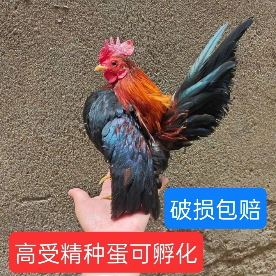 元宝鸡矮脚鸡观赏鸡塞拉玛宫廷元宝鸡白桂小鸡受精可孵化种蛋10枚【3