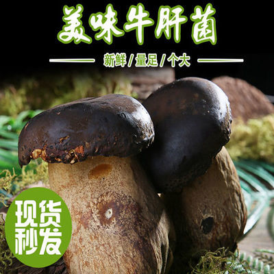 黑牛肝菌野生云南省特产新鲜菌子野生菌类鲜货新鲜蔬菜食用鲜菌菇