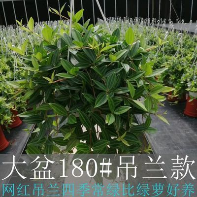 钻石翡翠盆栽吊兰植物花卉装修房净化客气吸甲醛苯室内绿植卧室