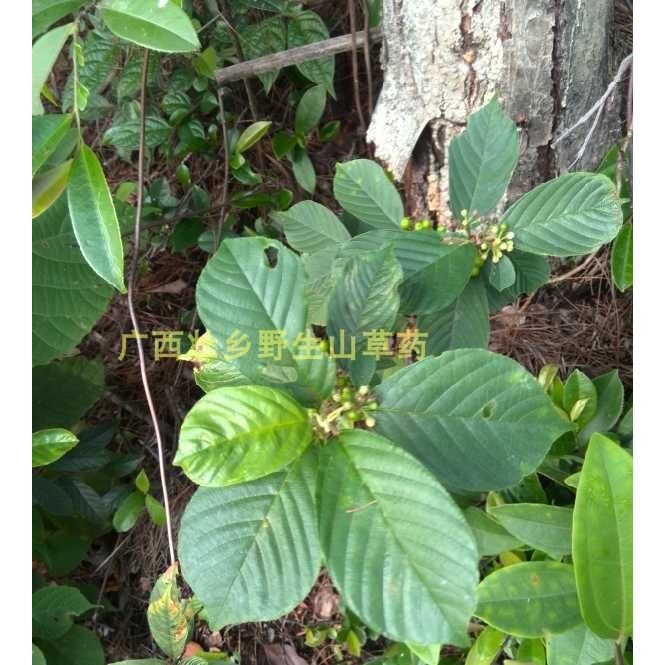 壮乡新鲜黎辣根 苦李根 睇牛仔 全棵鲜品 小吃供应即墨镇发展优