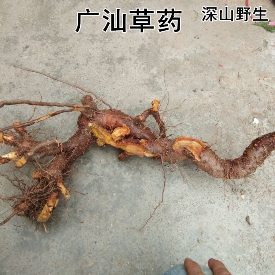 新鲜天然虎杖根花斑竹酸筒杆酸汤梗 黄地榆 斑杖根 纯根500g 包邮