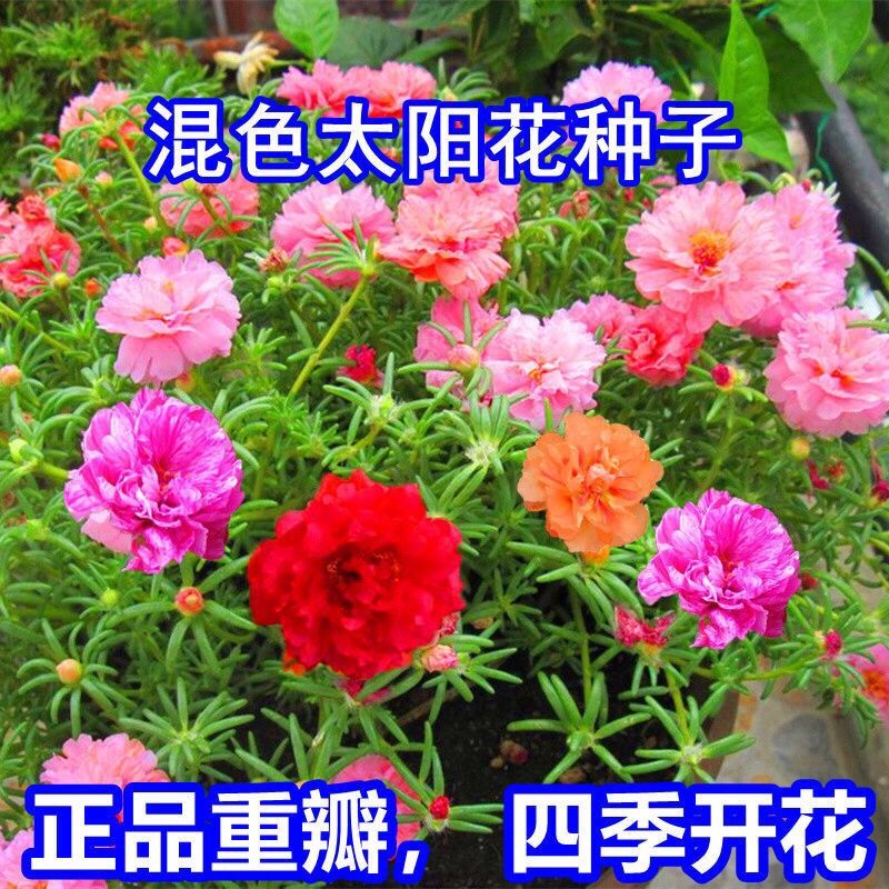 重瓣太阳花花种子花籽四季开花室内花卉易活室外种孑大全花种籽子