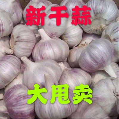 41313/【坏包赔】山东金乡大蒜头批发干蒜新鲜3斤5斤10大蒜子批发价净重