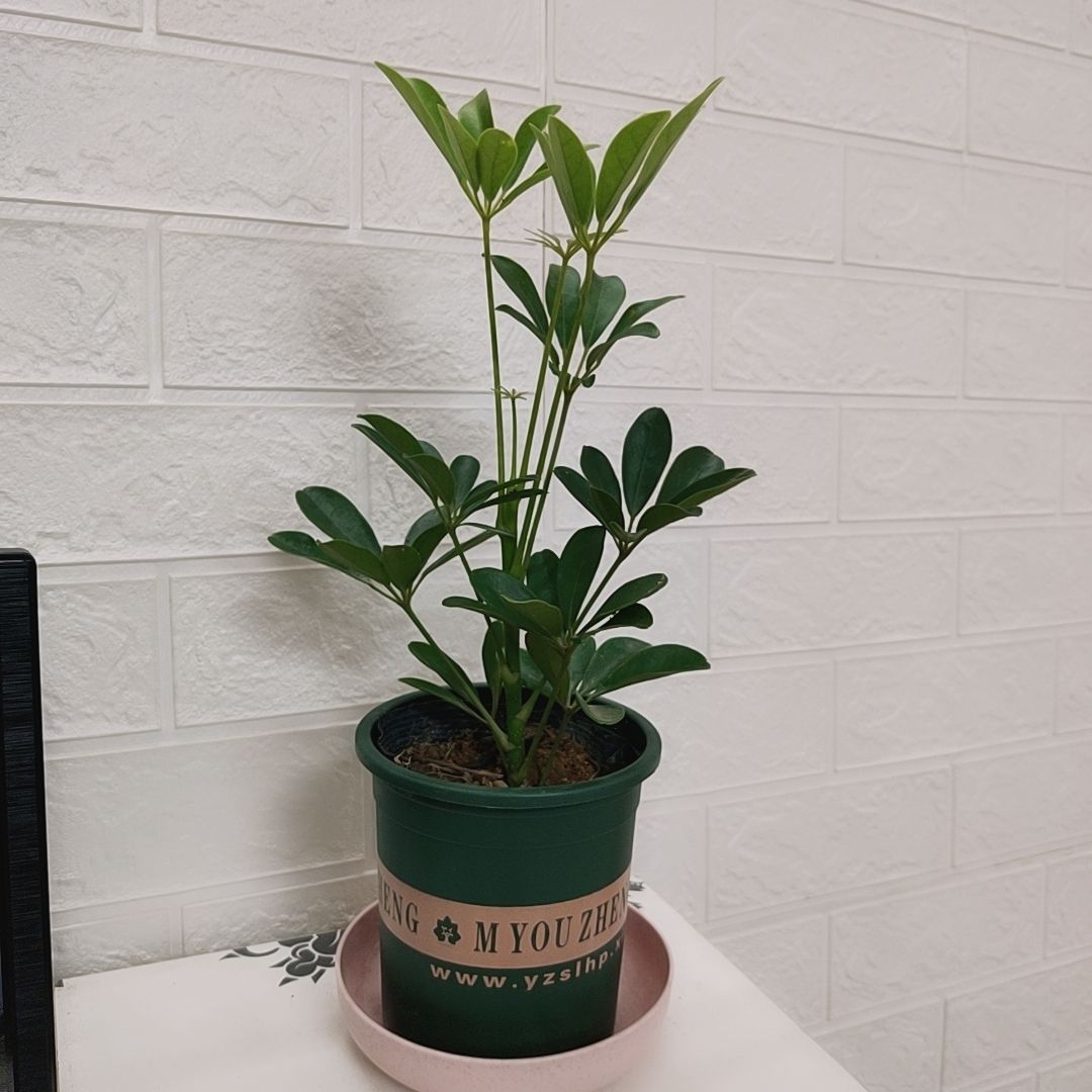 七叶莲盆栽招财室内鸭脚木盆景办公室净化空气绿植吸甲醛植物花卉