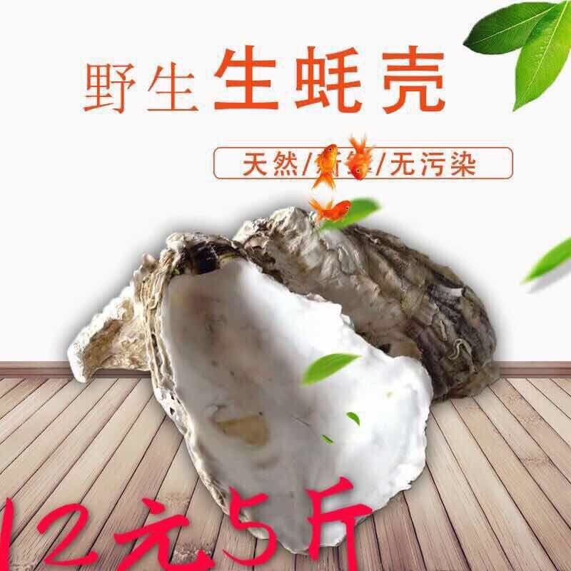 新品装饰贝壳砌墙烧烤牡蛎壳生蚝壳鱼池缸滤材贝壳污水过滤蚝壳海【2