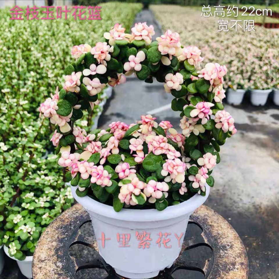 金枝玉叶锦造型多肉植物盆栽含盆带土植物室内绿植花卉 5月4日发完 虎窝拼