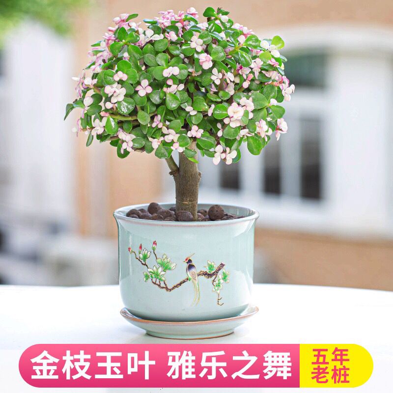 金枝玉叶锦造型多肉植物盆栽含盆带土植物室内绿植花卉 5月4日发完 虎窝拼