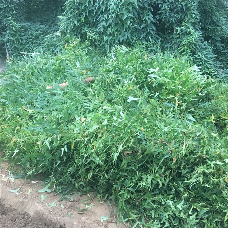 【脆山药】湖北襄阳脆山药新鲜菜山药淮山药粗山药大山药3/5斤