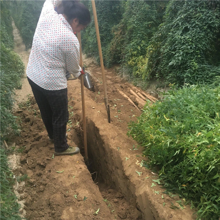 【脆山药】湖北襄阳脆山药新鲜菜山药淮山药粗山药大山药3/5斤