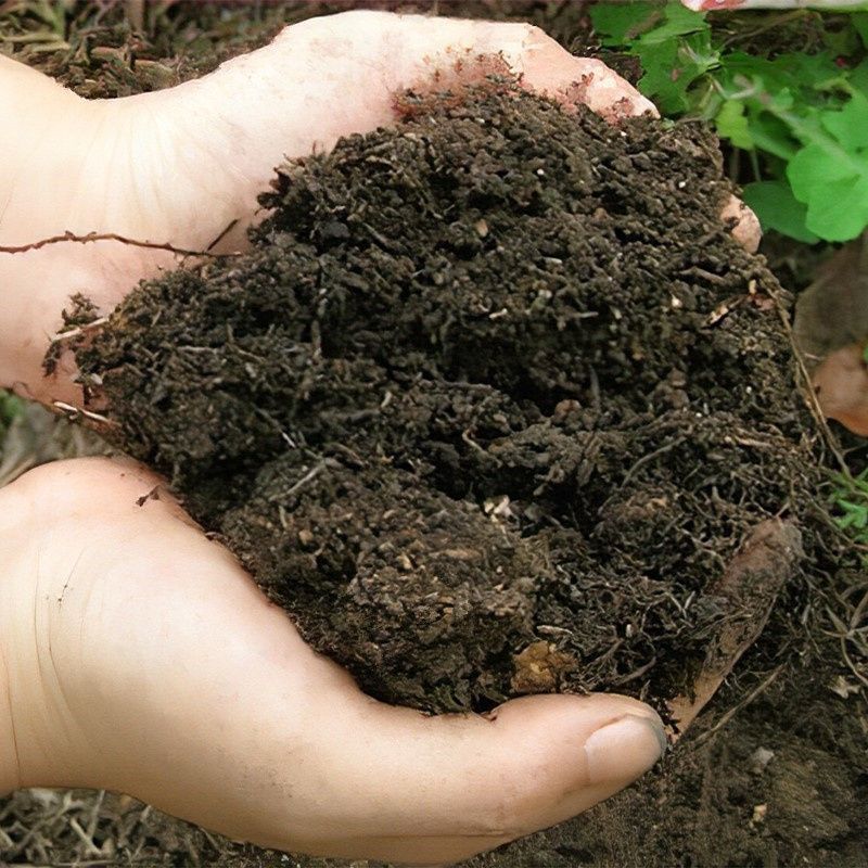 腐叶土种植土 有机营养腐殖土 绿植花卉泥炭土苔藓微景观多肉植物