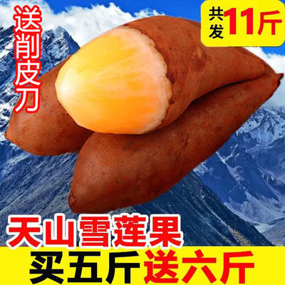 【现挖】云南天山雪莲果3/5/10斤新鲜水果黄水连红泥沙大果一箱心