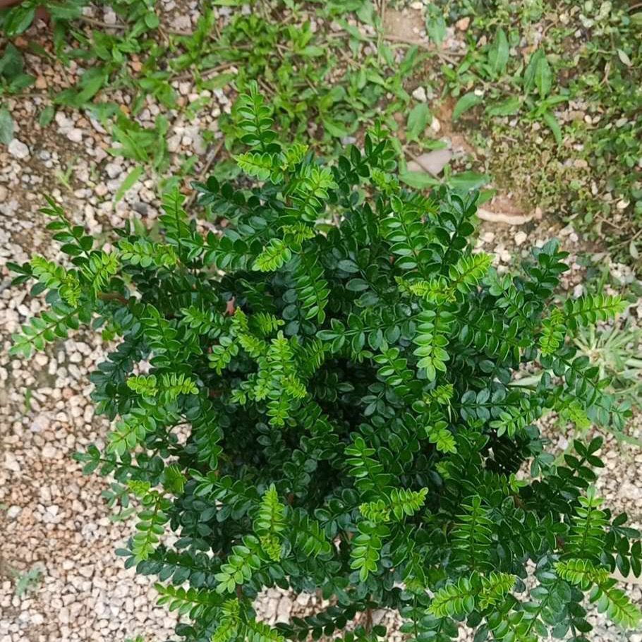 驱虫驱蚊草清香木盆栽室内绿植植物老桩盆景净化空气花卉四季常青