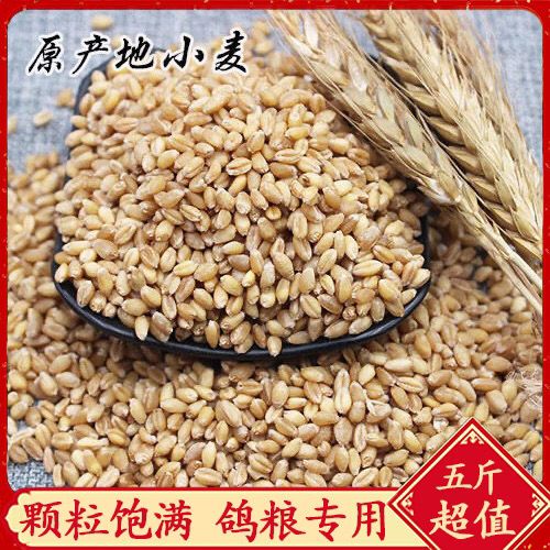 东北农家带皮小麦小麦仁小麦粒鸟食鸽粮鹦鹉饲料种子可发芽包邮【2月