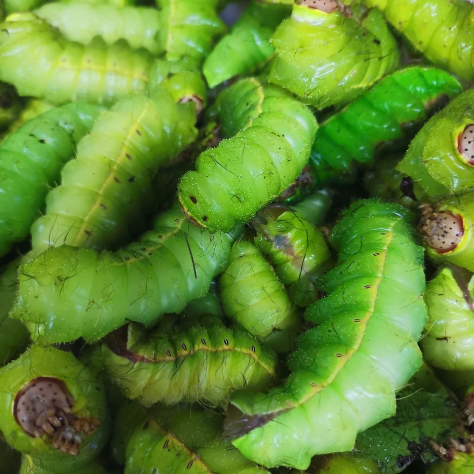 东北新鲜冷冻蚕蝉茧大青虫神仙蝉蛹青蚕大绿蚕柞蚕绿蚕肉柞蚕包邮 虎窝拼