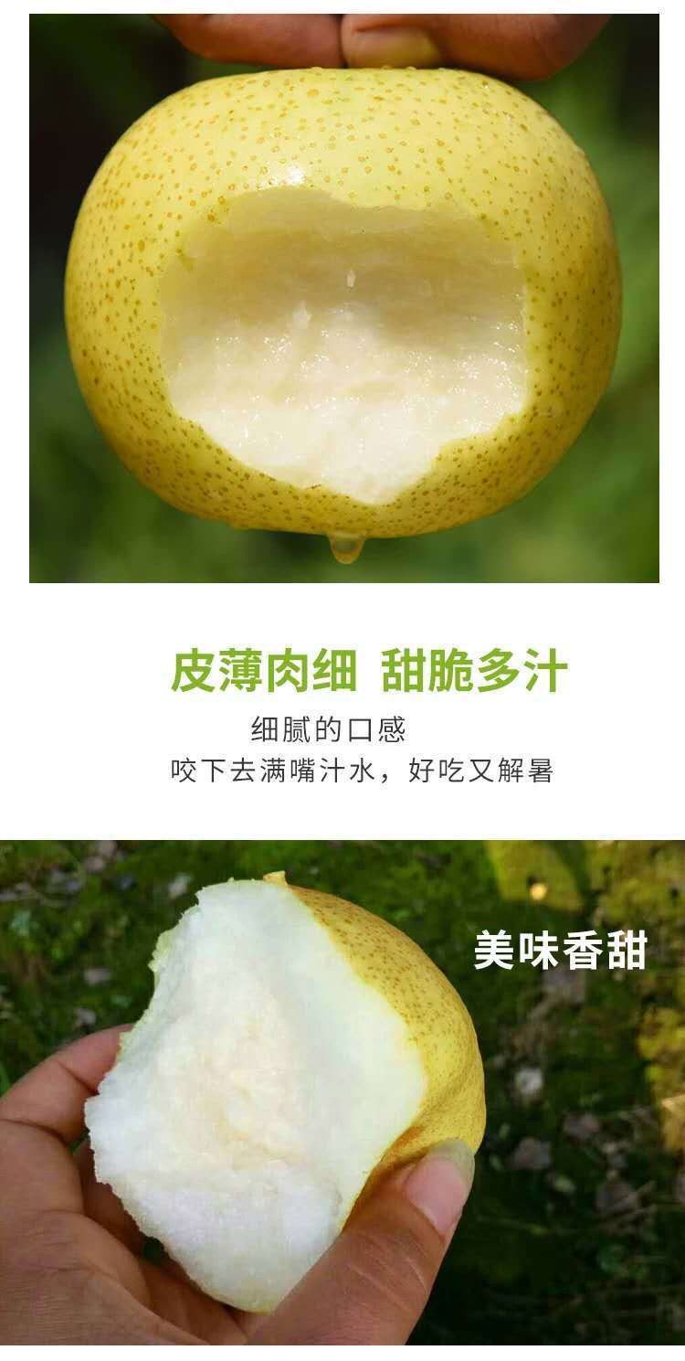 百年正宗砀山酥梨5/10斤包邮新鲜现摘现发梨水果皇冠梨丰水梨雪梨