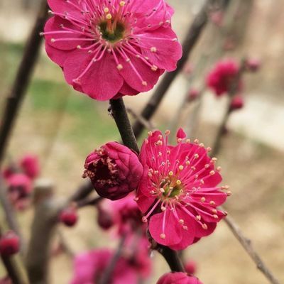 红须朱砂梅 梅花珍稀品种 花正红色 红须红花 美人梅 榆叶梅 虎窝拼