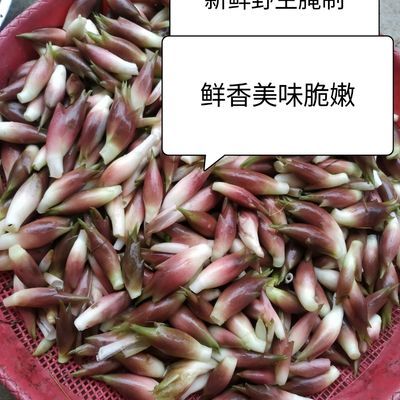 四川特产新鲜野生腌制洋火姜阳荷两斤三斤下饭菜