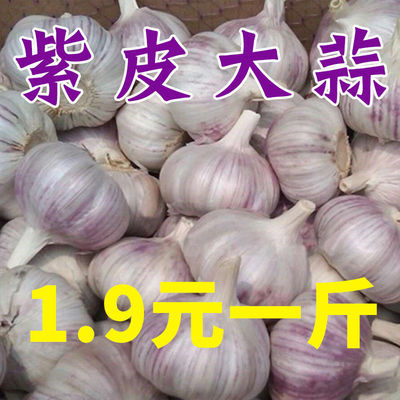 出口级紫白皮大蒜金乡特产干蒜农家自种皮薄多瓣蒜包邮