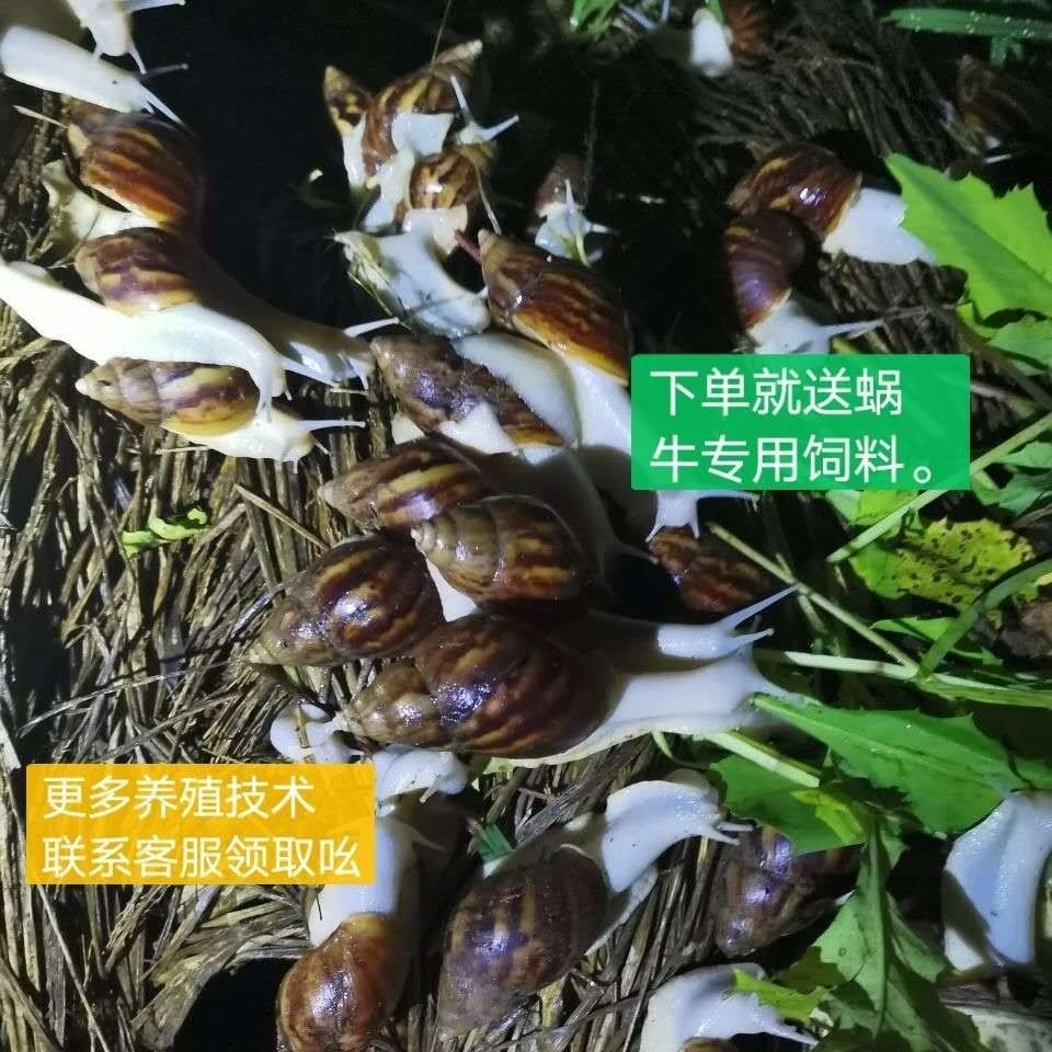 怀孕白玉蜗牛临产种蜗牛送养殖资料养殖孵化技术养殖场直供2月18日发