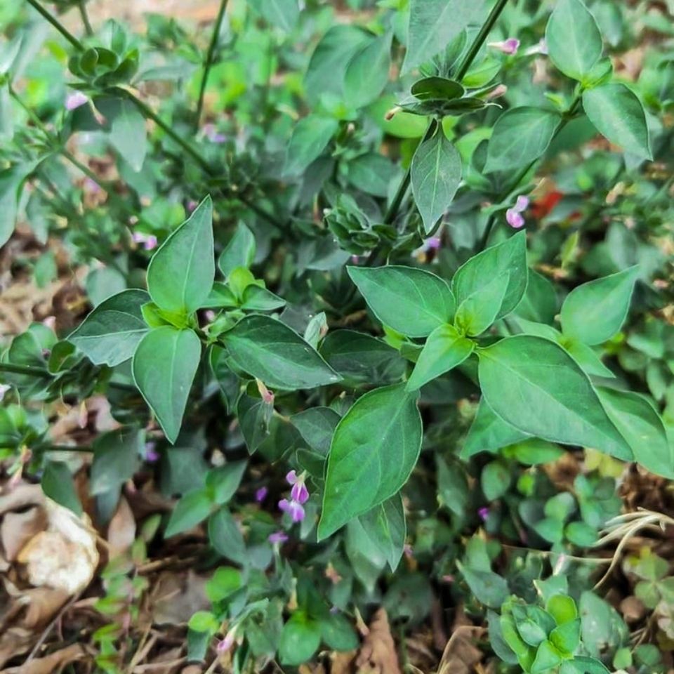 新鲜天然青草 狗肝菜 青蛇仔 路边青乌面草 九头狮子草 500g包邮