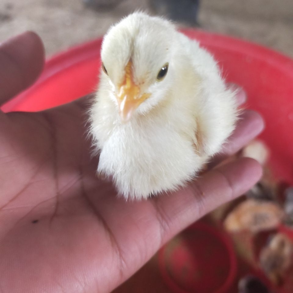 小鸡孵化纯种活体越南种蛋斗鸡鸡苗