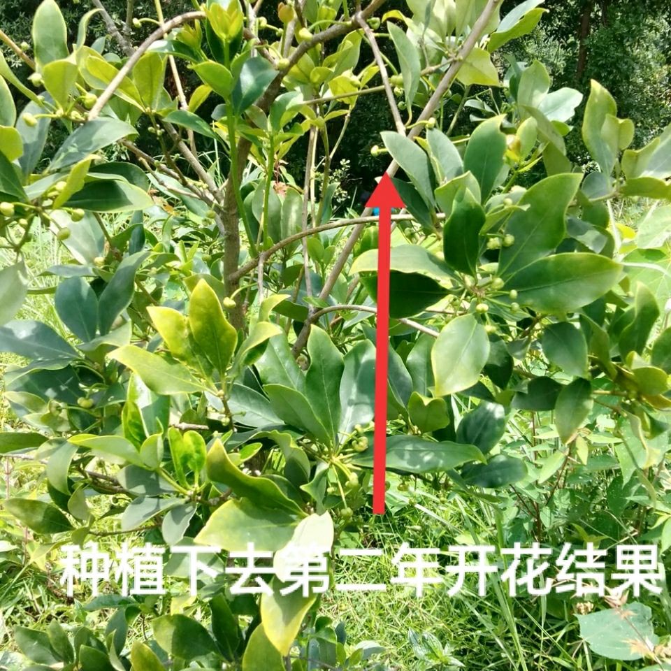 广西大红八角优质原生苗高产矮化嫁接苗五香食用八角树大料树