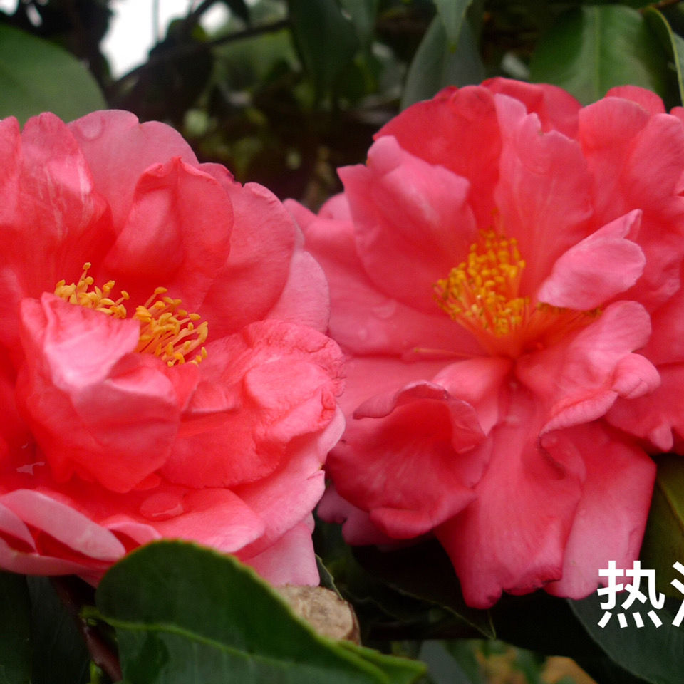 重瓣四季茶花夏梦系列谢作热浪小璇大红灯笼开花不断棕榈新品盆栽