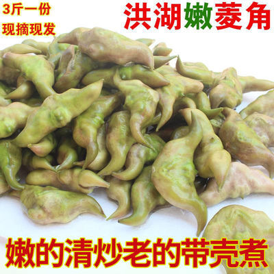 湖北洪湖新鲜嫩菱角零食水生蔬菜现摘现发新鲜特大嫩菱角老菱角