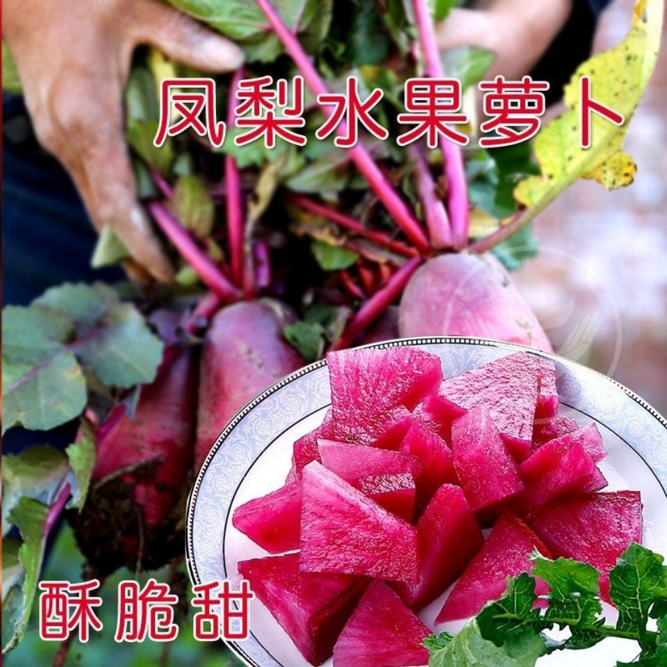 【凤梨红心水果萝卜】满堂红心里美萝卜种子春秋夏季四季播蔬菜籽