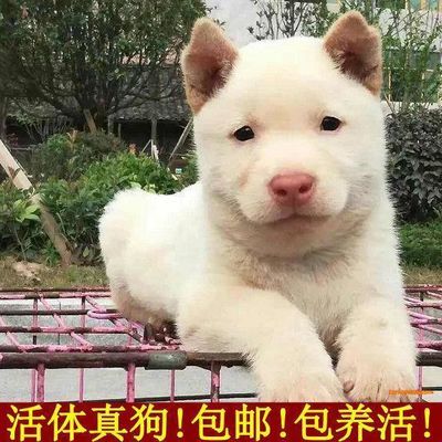 下司犬活體幼犬大型貴州五紅獵犬虎頭長短毛猛犬看家護院寵物混血