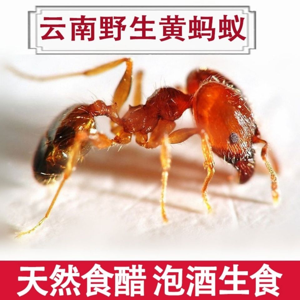云南特产野生黄蚂蚁100g泡酒食用中药材