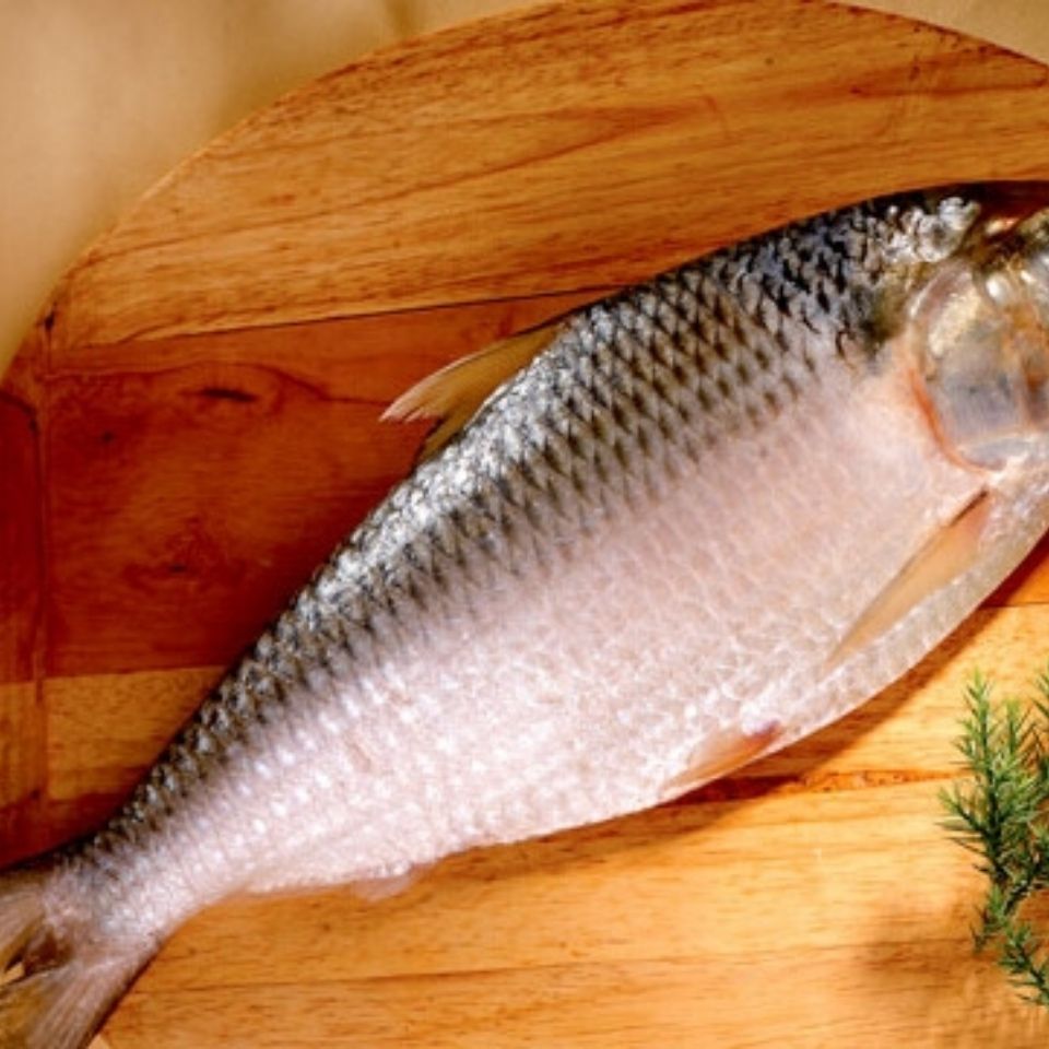 【顺丰包邮】新鲜冷冻鲥鱼 鲥鱼三来鱼海鲜无需刮鳞每条1斤-1.2斤