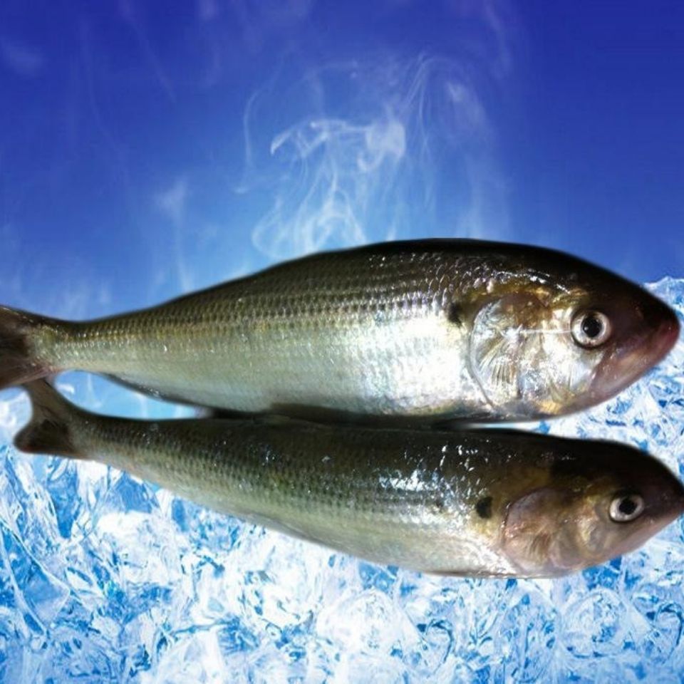 【顺丰包邮】新鲜冷冻鲥鱼 鲥鱼三来鱼海鲜无需刮鳞每条1斤-1.2斤