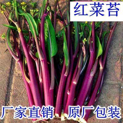 红菜苔种子白菜苔种子早熟菜心生长多且快盆栽四季易种蔬菜种籽