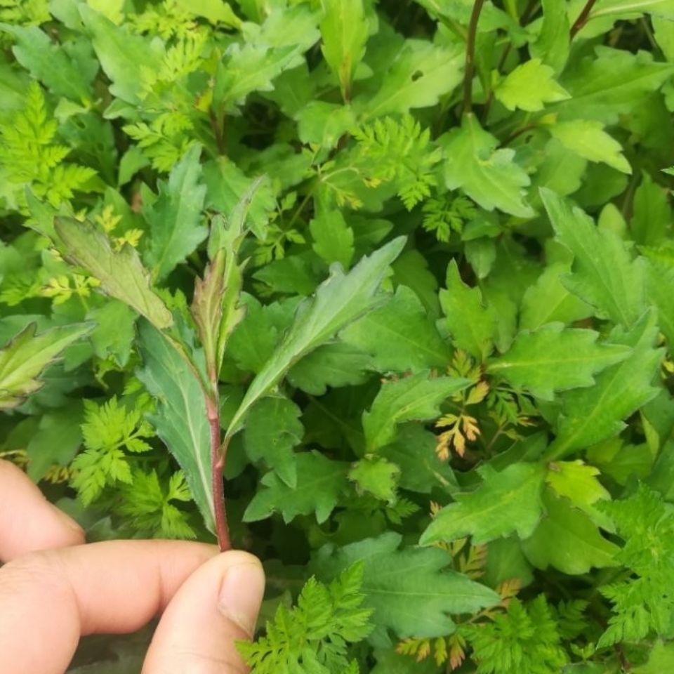 新鲜天然青草野菜马兰头 红梗泥鳅串 马郎头 鸡儿菜 全草500g包邮