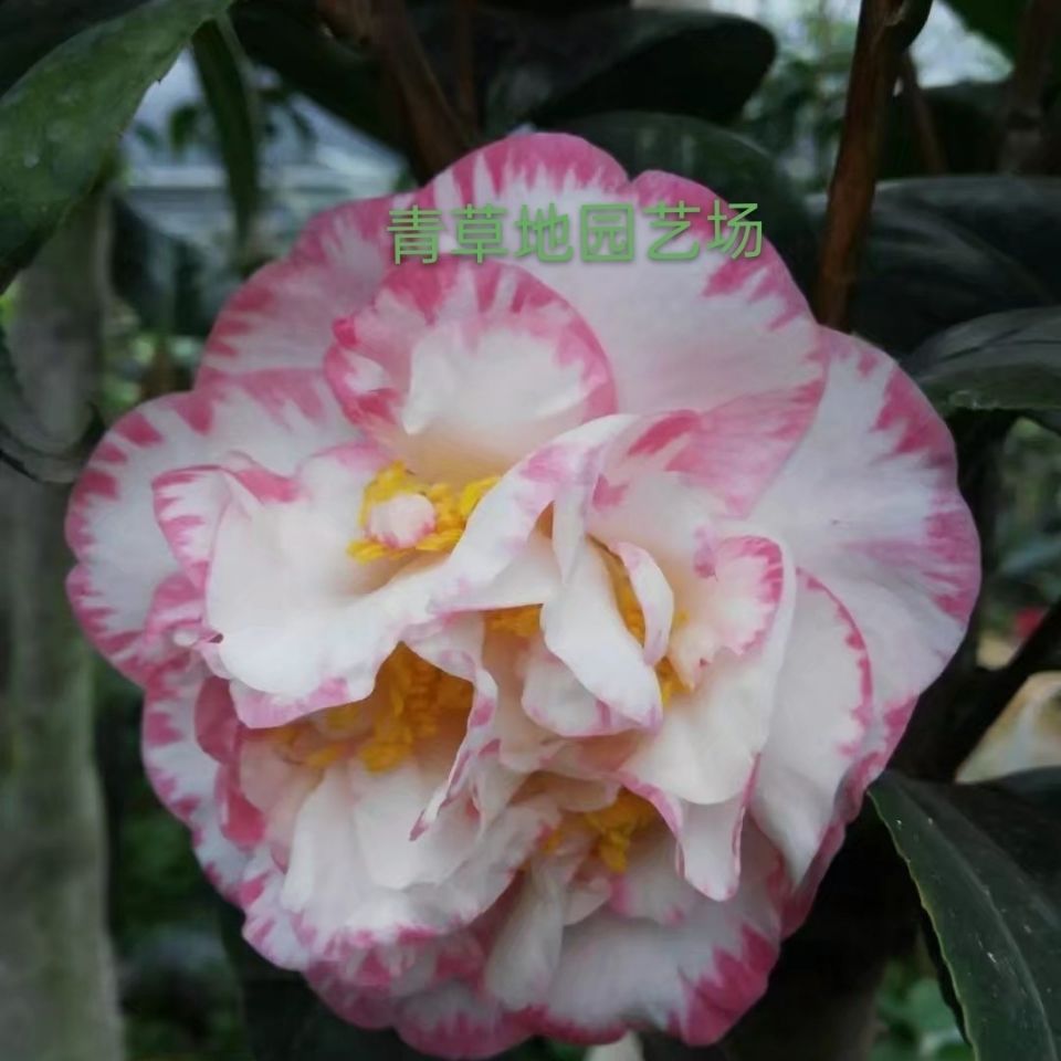 精品山茶花苗宽彩带女皇二号花卉盆栽带苞庭院客厅阳台四季常青