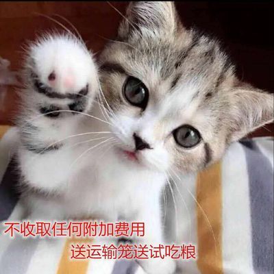 猫咪活物橘猫狸花猫白猫活体黑猫宠物幼猫家养土猫中华田园猫纯种【15天内发货】