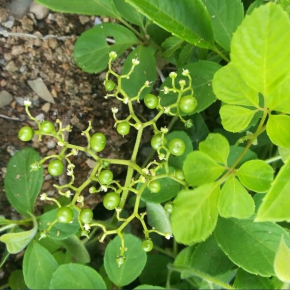新鲜天然青草乌蔹莓 乌蔹草 五叶藤五爪龙 母猪藤 藤叶500g包邮