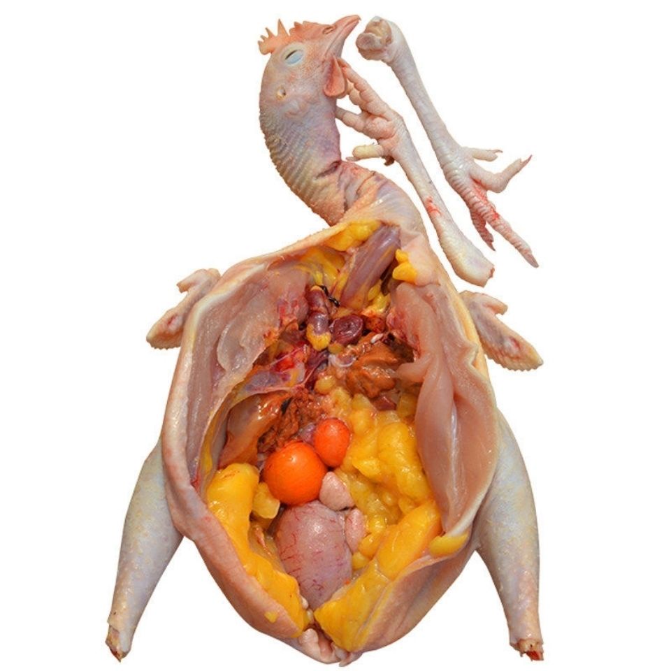 【3年老母鸡】深山农场农家散养2-3年老母鸡土鸡月子鸡走地鸡笨鸡