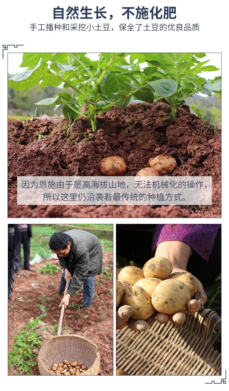 【超低价】2021新土豆恩施富硒黄心小土豆洋芋蔬菜3斤5斤马铃薯