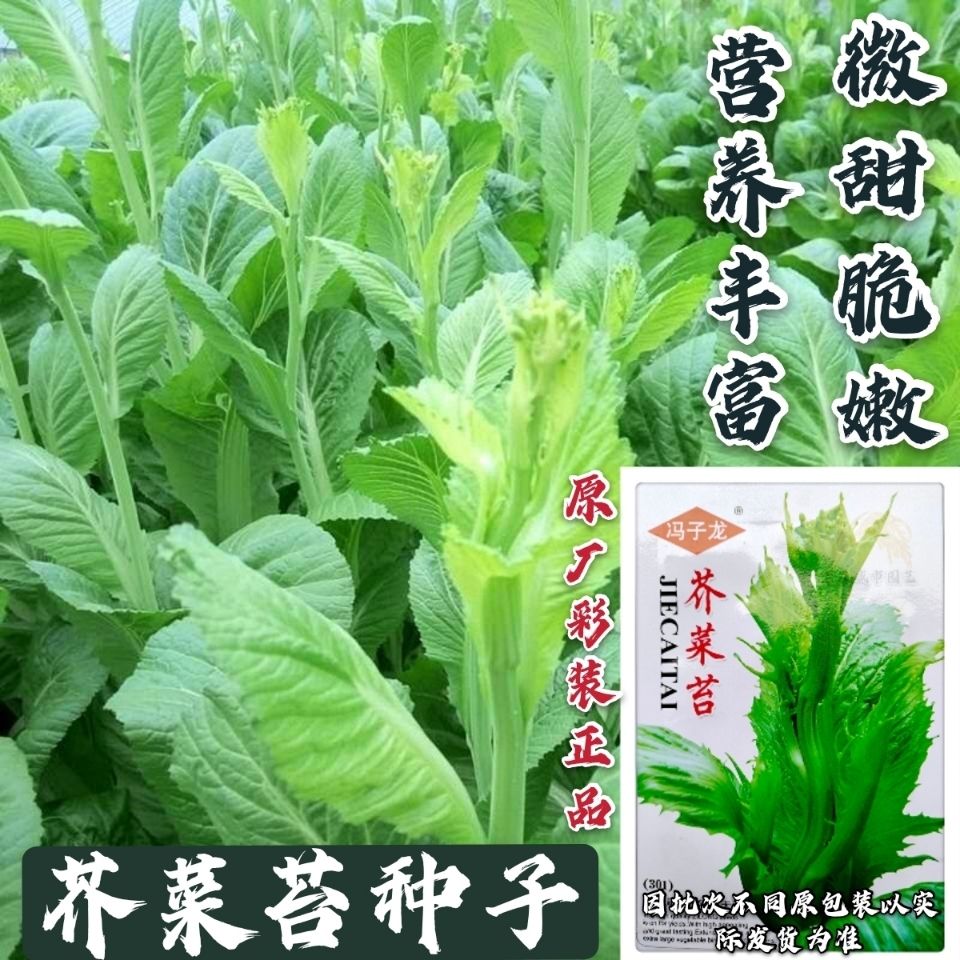 甜芥菜苔种子芥菜种子籽 早熟脆嫩摘芥菜心吃 青梗菜四季蔬菜种子