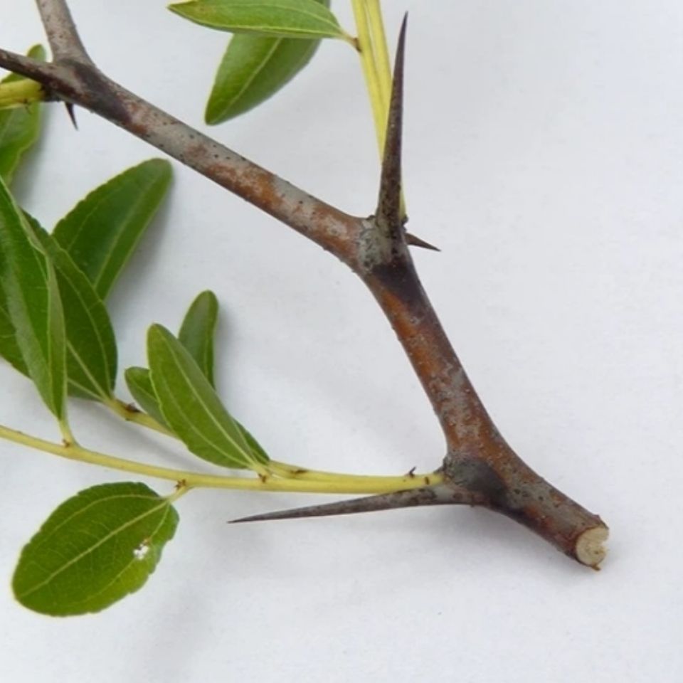 新鲜天然枣刺 酸枣刺 植物耳钉 耳针山枣针耳棒 纯刺20个包邮