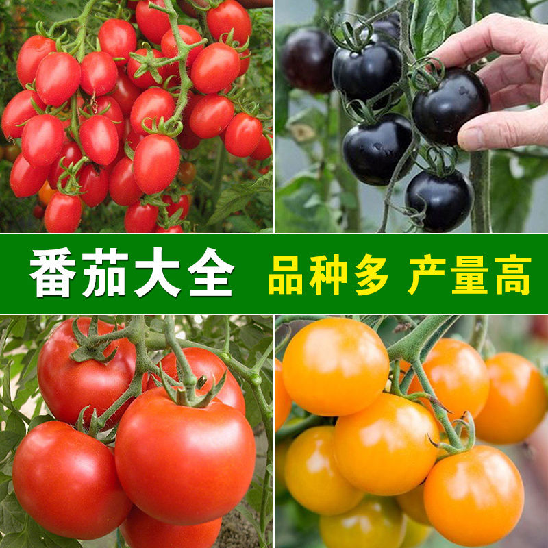 番茄种孑大全圣女果大番茄西红柿洋海茄春夏秋阳台盆栽蔬菜种籽子