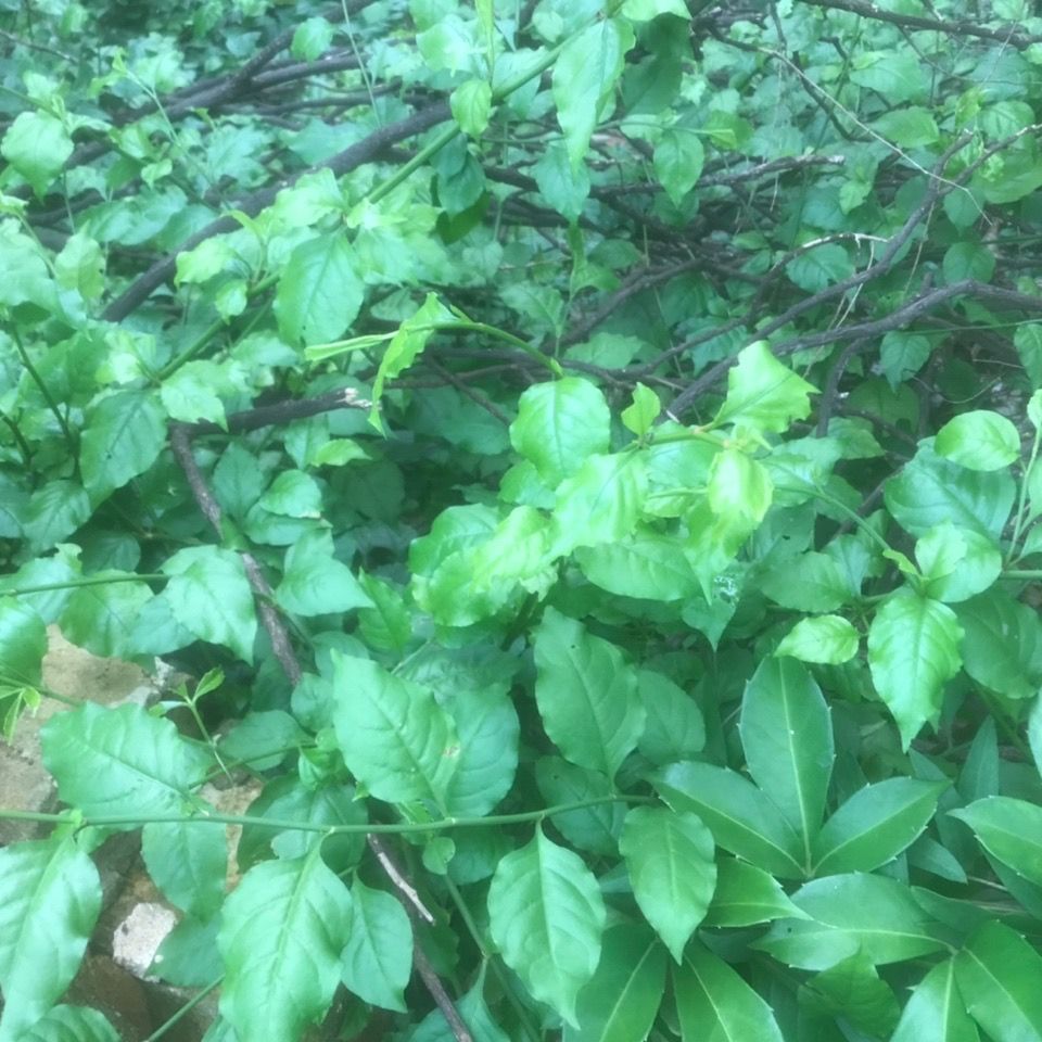 深山野生草药白花丹 总管 白雪花意鲜500g新鲜发货