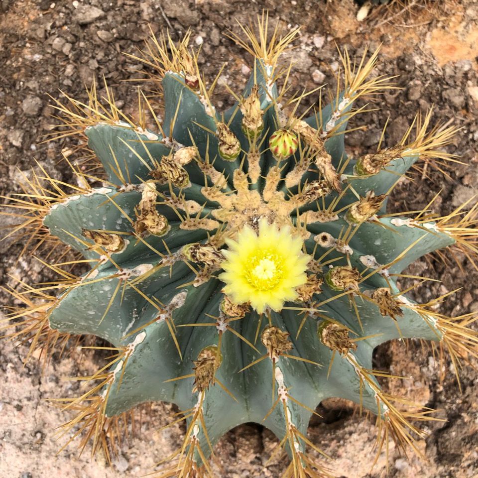 王冠龙实生多肉植物 会开花的仙人球盆栽 强刺球属防辐射